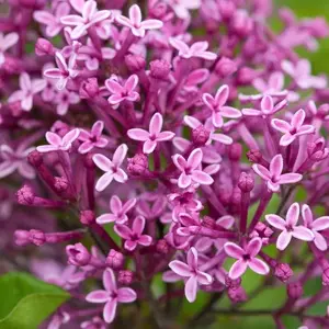 Green River 25 Periwinkle Lilac Seeds - Flower Seed Pack, Fragrant Perennial Shrub Seeds for Garden Borders, Rare Lilac Seeds for Spring Planting, Outdoor Cottage Charm