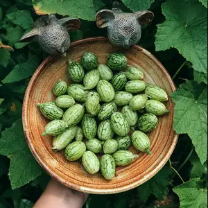 200 Cucamelon (Mouse Melon) Seeds – Mini Watermelon for Indoor & Outdoor Gardening, Easy-to-Grow, Unique Fruiting Vine