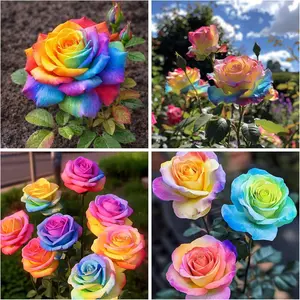 280+ Exotic Rainbow Rose Seeds for Planting Hybrid Rare Rose Seeds Perennial Shrub Garden Yard Potted Decoration Easy Planting Flower Seeds