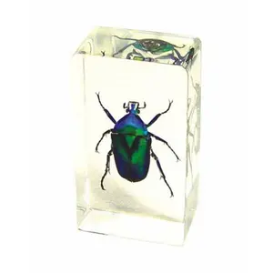 ED SPELDY EAST PW201 Medium Green Chafer Beetle Figurine Paperweight with Acrylic Base, Beetle Motif Ornament for Women's Tops & Underwear Desk Display