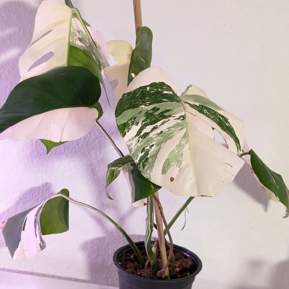 Monstera Albo Plant 6" pot, live plant, indoor plant, plant , green, monstera. Grower Choices