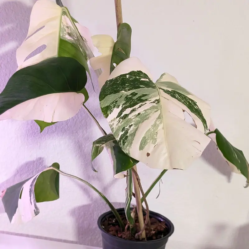 philodendron birkin wikipedia Philodendron Birkin