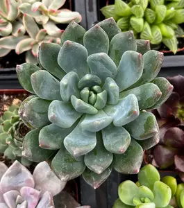 Echeveria Blue Echeveria Blue