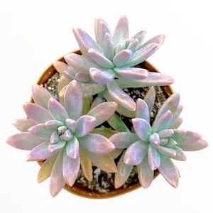 Graptosedum 'Francesco Baldi'