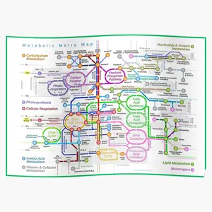 Metabolic Pathway Poster - Informative and Detailed Poster Illustrating Key Metabolic Pathways