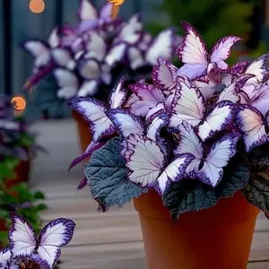 800pcs Butterfly Leaf Hosta Seeds – Unique Variegated Foliage Resembling Butterfly Wings – Shade-Loving Perennial for Garden Borders & Landscaping
