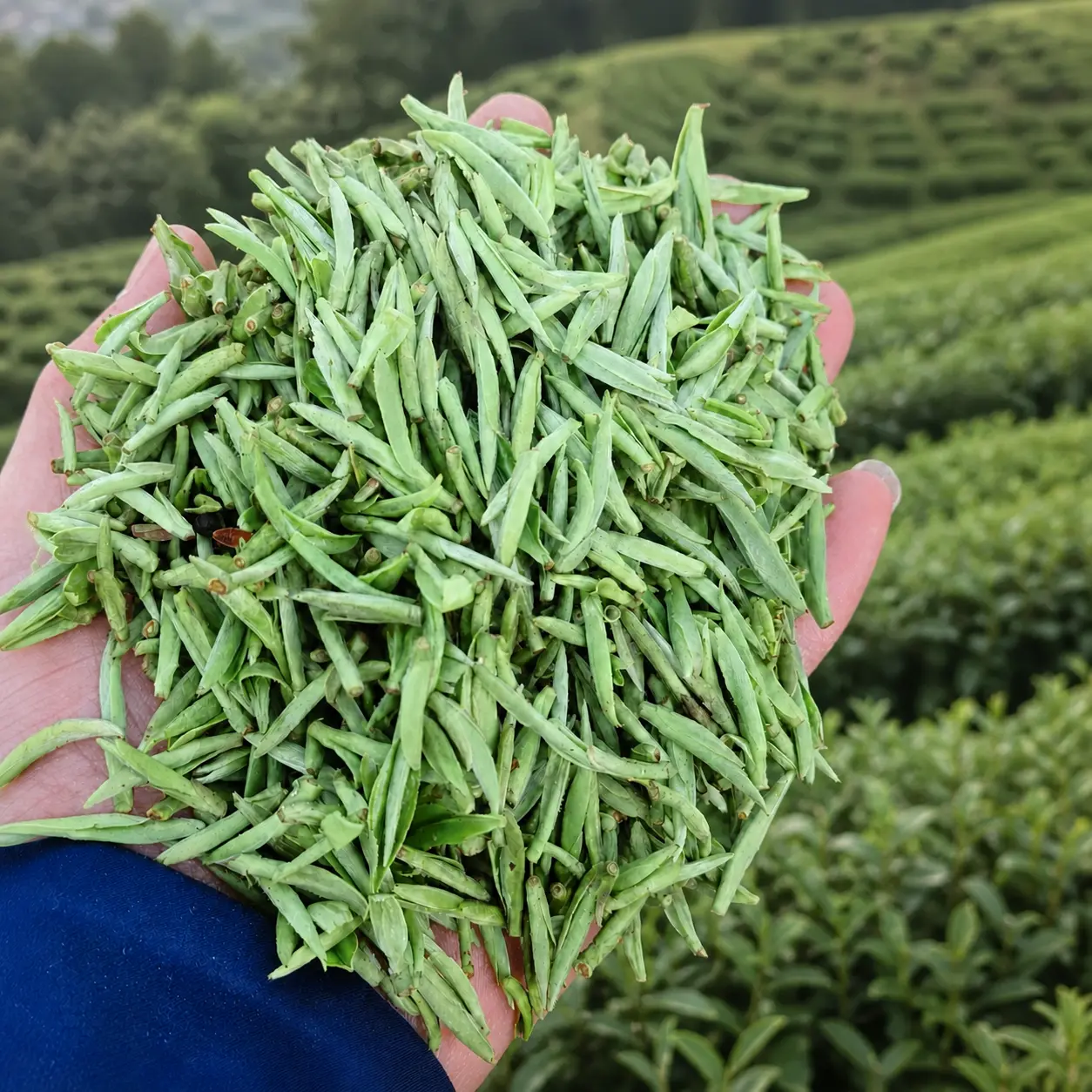 2026 First pick Organic High Mountain green tea 'HuangShanMaoFeng', China Top 3 2026 First pick Organic High Mountain green tea 'HuangShanMaoFeng', China Top 3