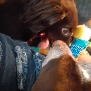 HomeCraft Double Burner Hot Plate