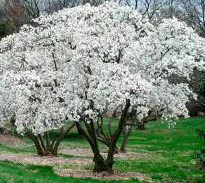 Star Magnolia Tree Live Plant 6 to 12 Inch Height, Fragrant Magnolia Plant Live to Grow, White Magnolia Bush Flowers in 3 Inch Pot