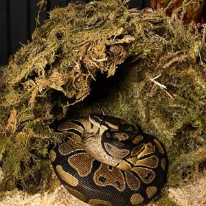 Snake Humid Hide premiun Snake Humid Hide premiun