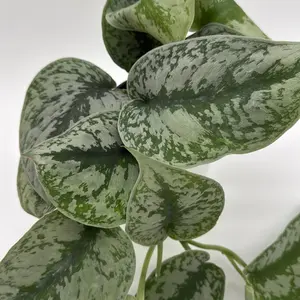 Silver pothos (Scindapsus exotica) 6" Pot - Stunning Unique Leaves, Pet-Safe, Easy Care, Air Purifying Houseplant for Beginners