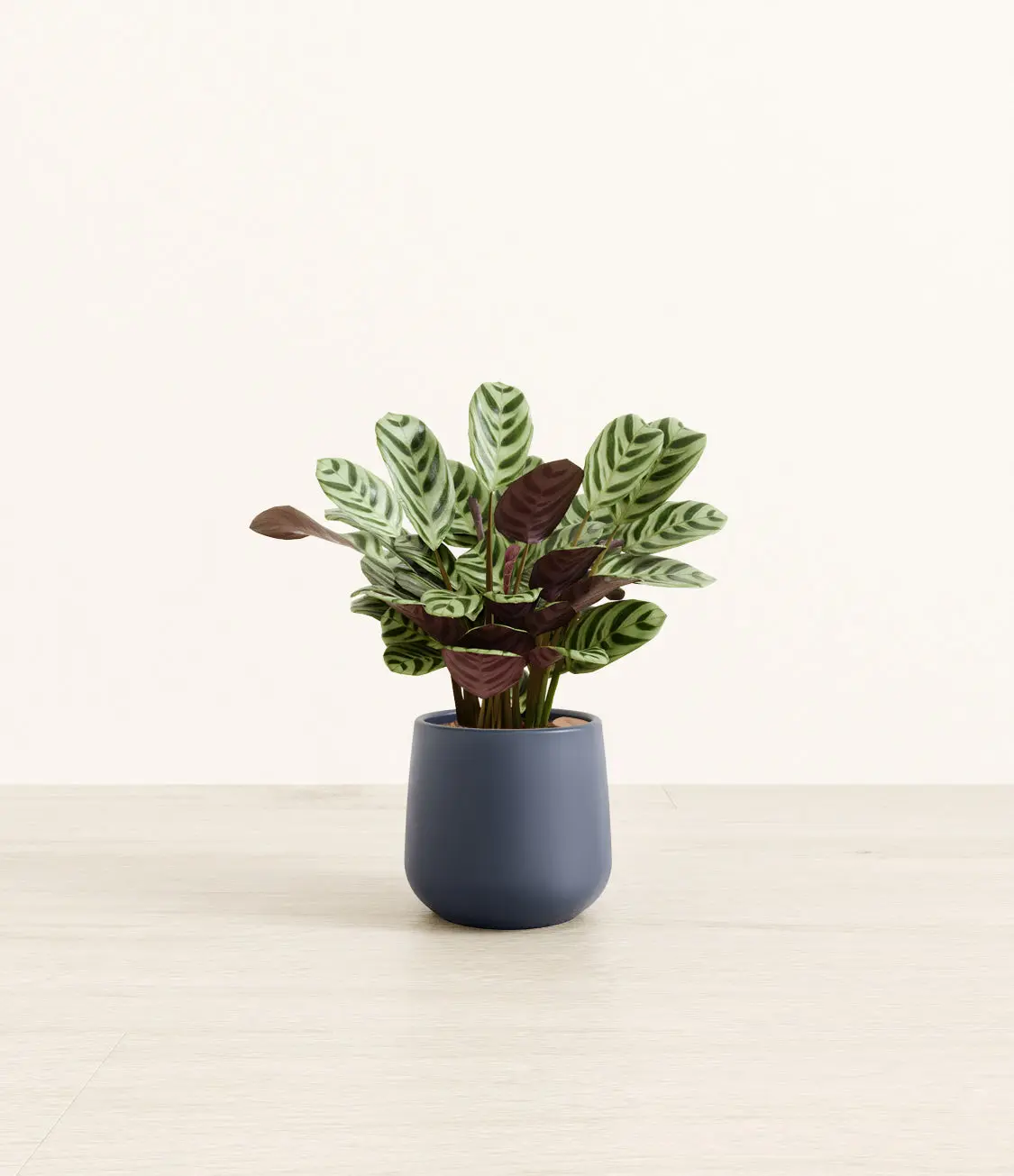 Marxii Calathea