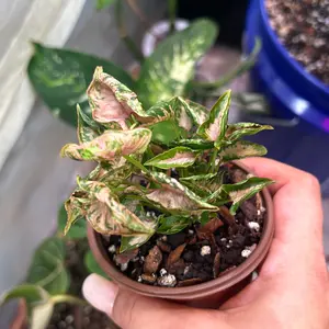 Syngonium pink Rollie