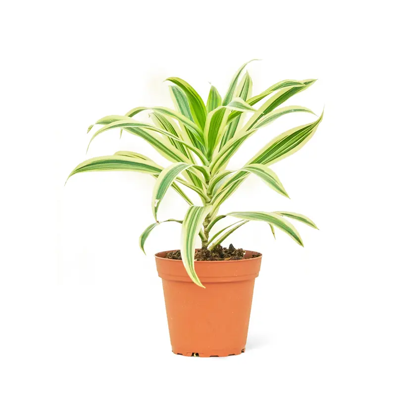 dracena compacta - TikTok Shop