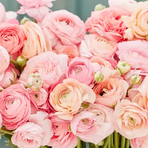 Ranunculus Pastel Mix - Persian Buttercup Bulbs (Not Seeds) - 10 XL Bulbs