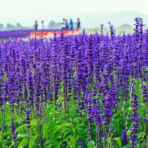 Blue Sage Seeds for Planting, Pack of 400 Salvia Farinacea Wild Flower Seeds for Plating