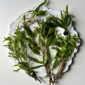 Customized Aquarium Plant Bundle- Receive 5 aquatic plants best suited for your fish and aquarium!