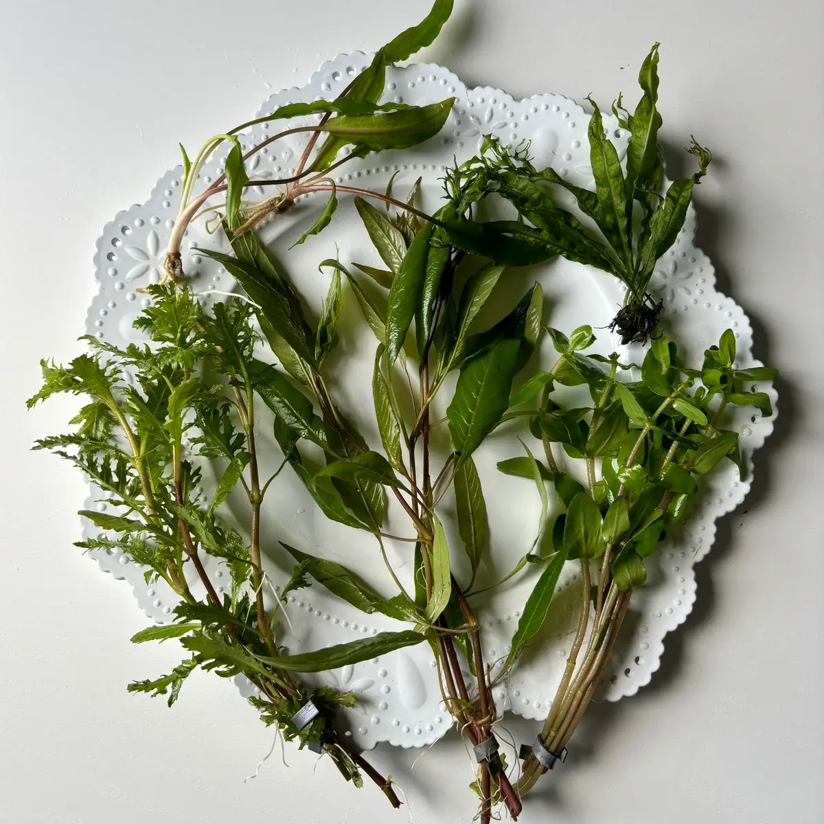 Customized Aquarium Plant Bundle- Receive 5 aquatic plants best suited for your fish and aquarium!