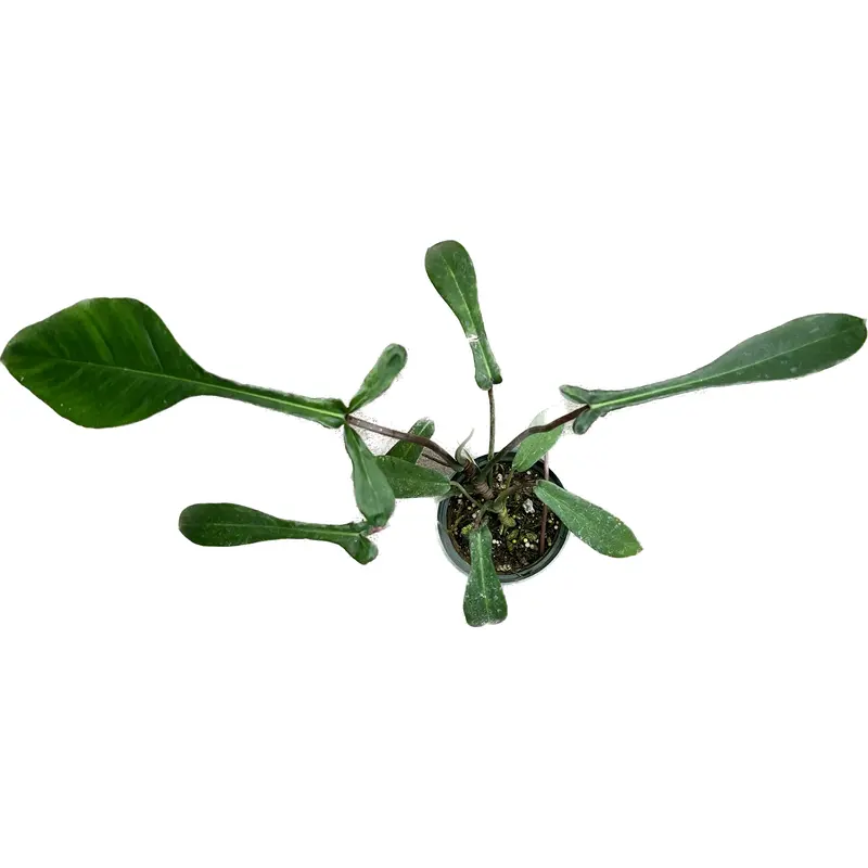 indoor lighted plants LetPot 60-watt Smart Full Spectrum Indoor Plant Grow Lights main image 0