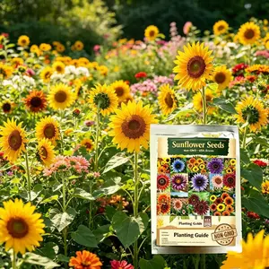 50pcs Cherry Sunflower Seeds - Non-GMO Heirloom, Rare Dark Blooms, Easy-to-Grow Annual Flowers for Home Garden, Patio & Cut Flower Arrangements