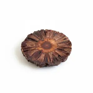 Banksia Pod Diffuser Base | Botanical Home Decor | Australian Natural Object
