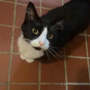 Product Review of Meowant SC01 Smart Litter Box – Self-Cleaning, Odor-Free, Pee Guard, Auto Safety Stop, App-Controlled with Mat & Liner from A**a B**n