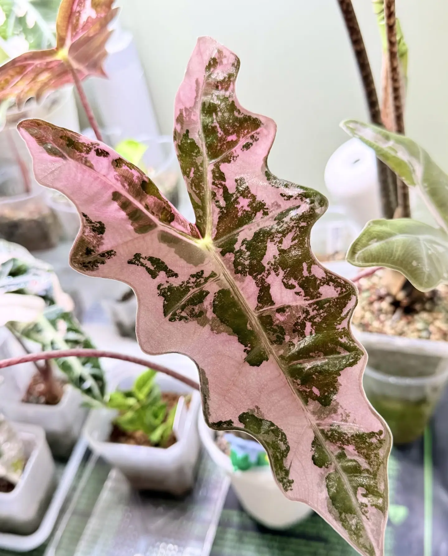 Alocasia Pseudo Sanderiana Pink Variegated | Rare Pink Variegated Alocasia | Starter Plant in 2-Inch Pot | Houseplant