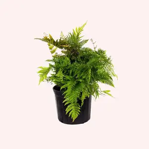 Autumn Fern, 6" Pot