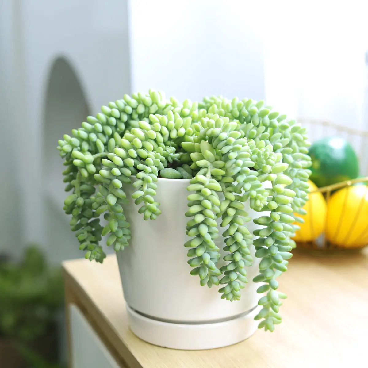 Sedum Donkey's Tail Succulent - Sedum Burrito Sedum Donkey's Tail Succulent - Sedum Burrito