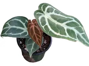 Anthurium Dr. Block x Red Crystal NSE x (Anth. Silver Blush) seedling