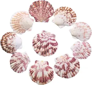 Scallop Shell Natural Seashell from Sea Beach for DIY Crafts Decor for Wedding Decor Beach Theme Party, Home Decorations, Fish Tank 1 Box (50 pcs)