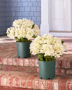 22" Outdoor Ivory Hydrangea Harmony Pot Fillers, 2-Pack, Set of 2, Width 19", Unlit by Balsam Hill