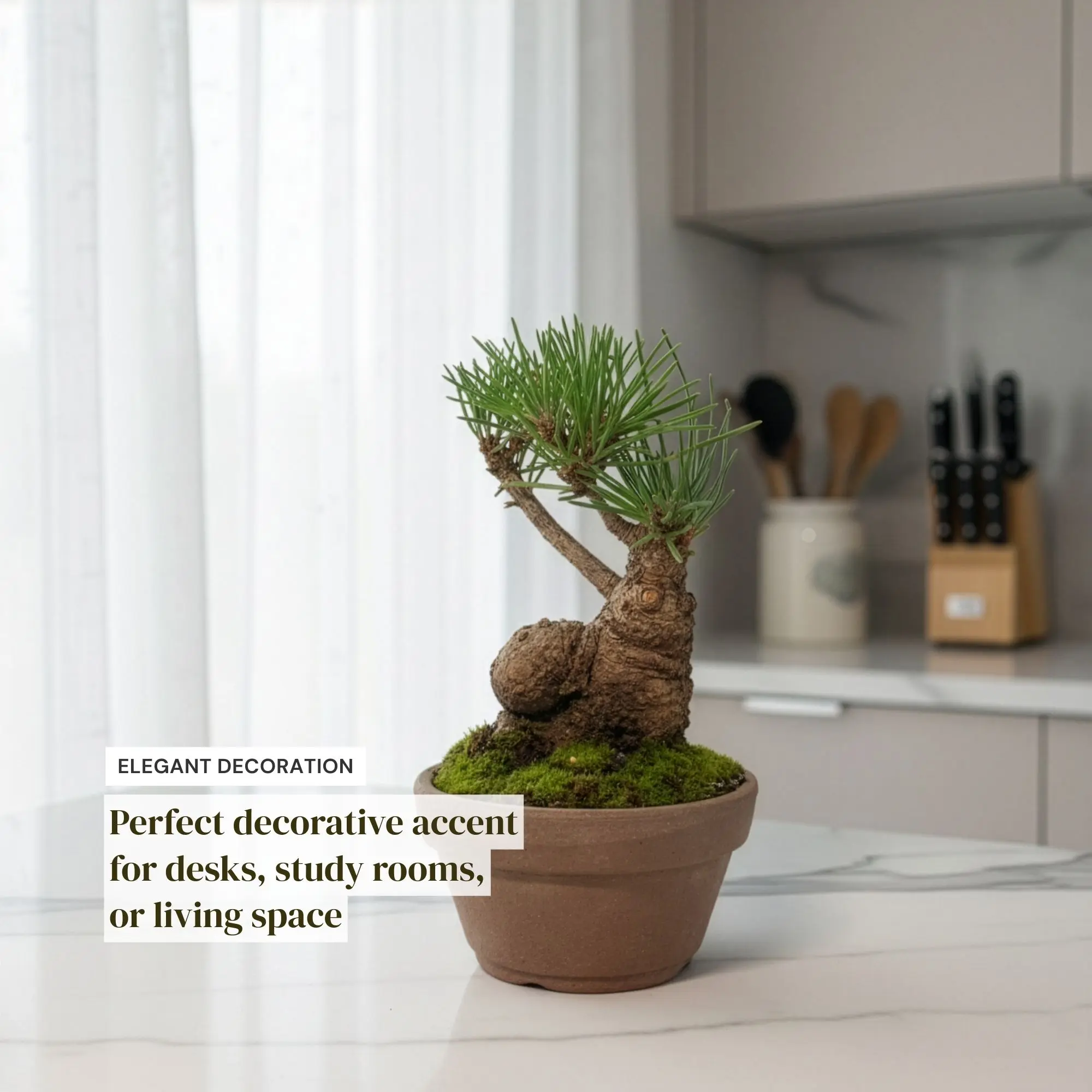 Precious Japanese Black Pine Bonsai Tree - Mini Pinus Thunbergii,Indoor Live  Plant with Clay Pot,Green Plant Lover Gift for Home,Gardens Decoration -  TikTok Shop