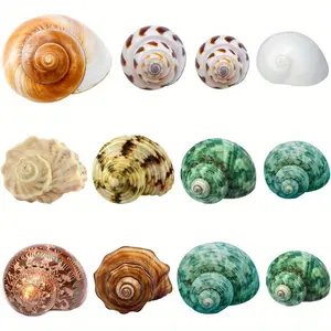 12 Pcs Landscaping Shell Fish Tank Decorations Beach Decoration Shell Growth Turbine Seawater Hermit Crab Supplies Aquarium Suitable for Small Crabs Hermit Crabs