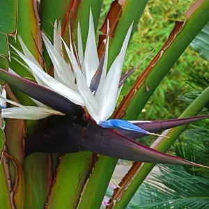 Birds of Paradise White Bloom Plant – Perfect for Home or Office4” Pot