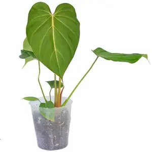 Philodendron Pink Glory