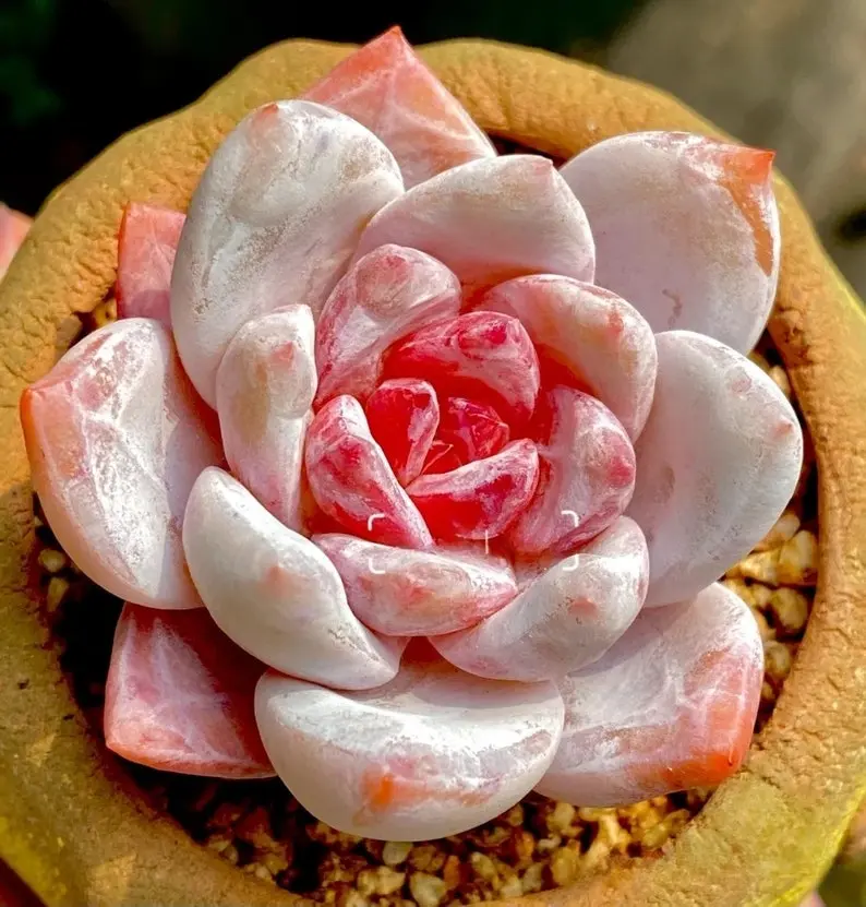 10 Rare succulent seeds, Echeveria Snow Angel (Sugar Heart) seeds