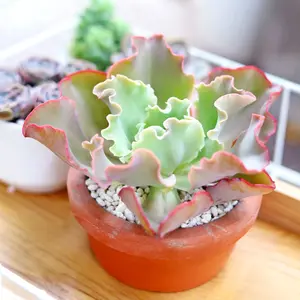Echeveria Crinoline Ruffles - Echeveria Dick's Pink
