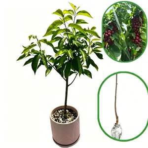 Dwarf cherry tree with bare roots, well-developed root system, easy to grow
