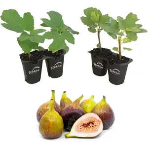 Fig Tree - 4 Live Starter Plants - Ficus Carica - Edible Fruit Tree for The Patio and Garden