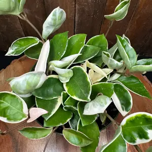 Hoya Carnosa Krimson Queen Variegated Wax