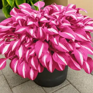 800+ pcs Perennial Hosta Seeds: Easy-to-Grow Mixed Hosta Bulbs for Outdoor Shade Gardens