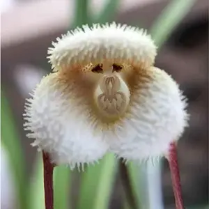 100+ Colorful Monkey Face Orchid Seed, Dracula Simia - Excellent Year-round Addition to Your Garden with All-season Blooms, Non-gmo Garden Seeds