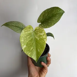 Monstera mint 4” Pot (Grower’s Choice) | Super Rare Variegated Monstera | Collector Indoor Tropical House Plant