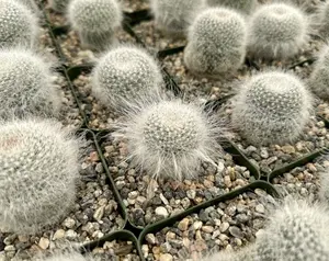 Old Lady Cactus, Mammillaria Hahniana, Hairy Cactus, Live Plant in 3.5" pot