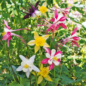 McKana Giants Mix Columbine Organic Seeds (Aquilegia caerulea) – Tall, elegant flowers with multi-colored blooms. Attracts pollinators and thrives in partial shade.