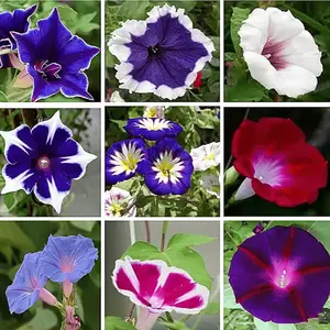 Morning glory seeds, perennial flower seeds, plant seeds to be planted, climbing plants, perfect gifts for gardening enthusiasts
