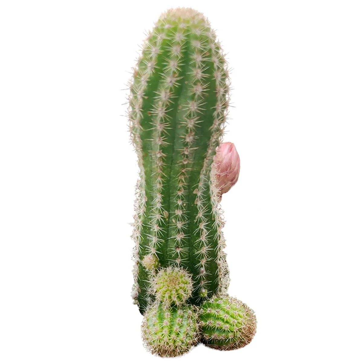 Peanut Cactus - Echinopsis chamaecereus