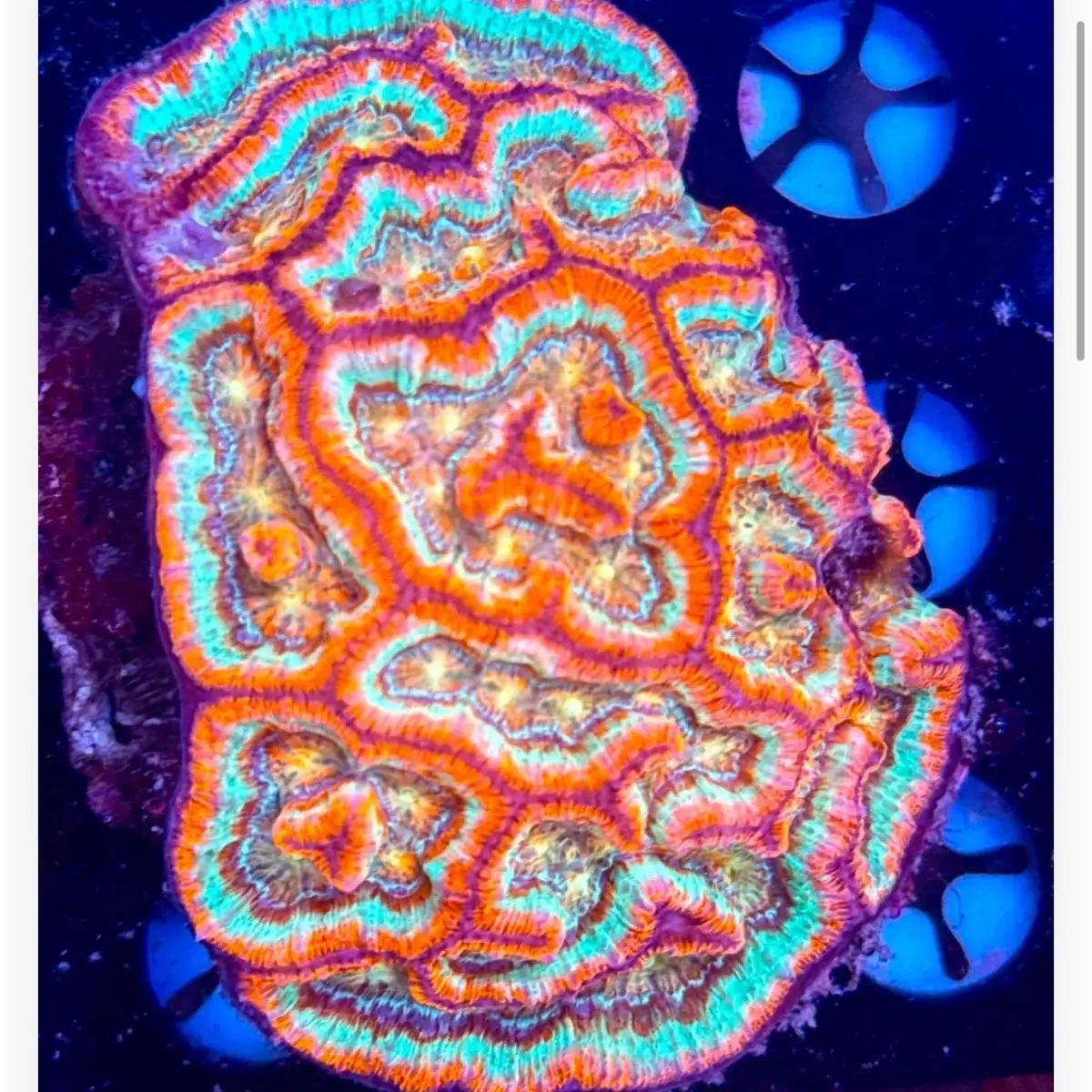 Rainbow Wilsoni Coral
