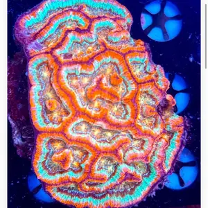 Rainbow Wilsoni Coral